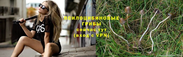 прущие грибы Абдулино
